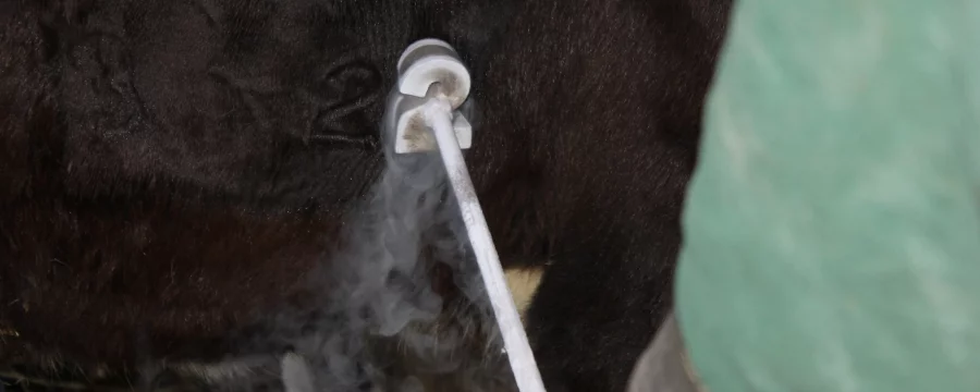 Freeze branding cattle
